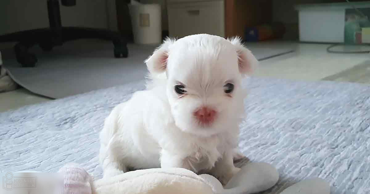 A fluffy Maltese puppy with a light blue textured blanket in an indoor setting, likely daytime.