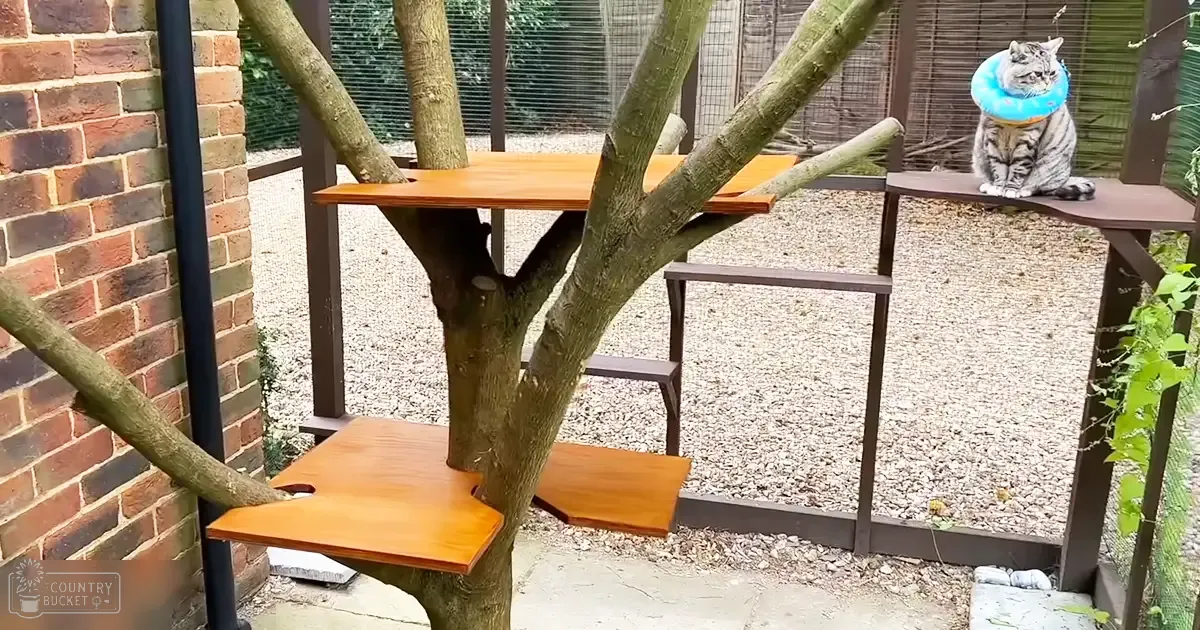 A tabby cat with a blue collar explores wooden platforms in an outdoor garden setting, likely spring or summer.