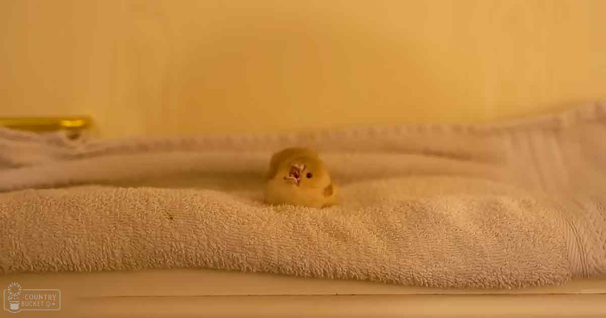 A small, vibrant yellow chick indoors on a neutral-colored surface with soft lighting.