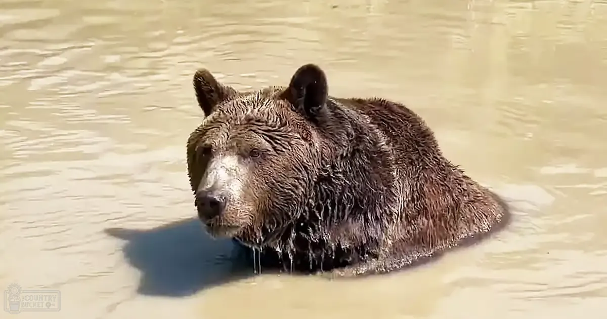 A brown bear in a river or lake setting, likely during spring or summer with clear midday sunlight reflecting off the water's surface.