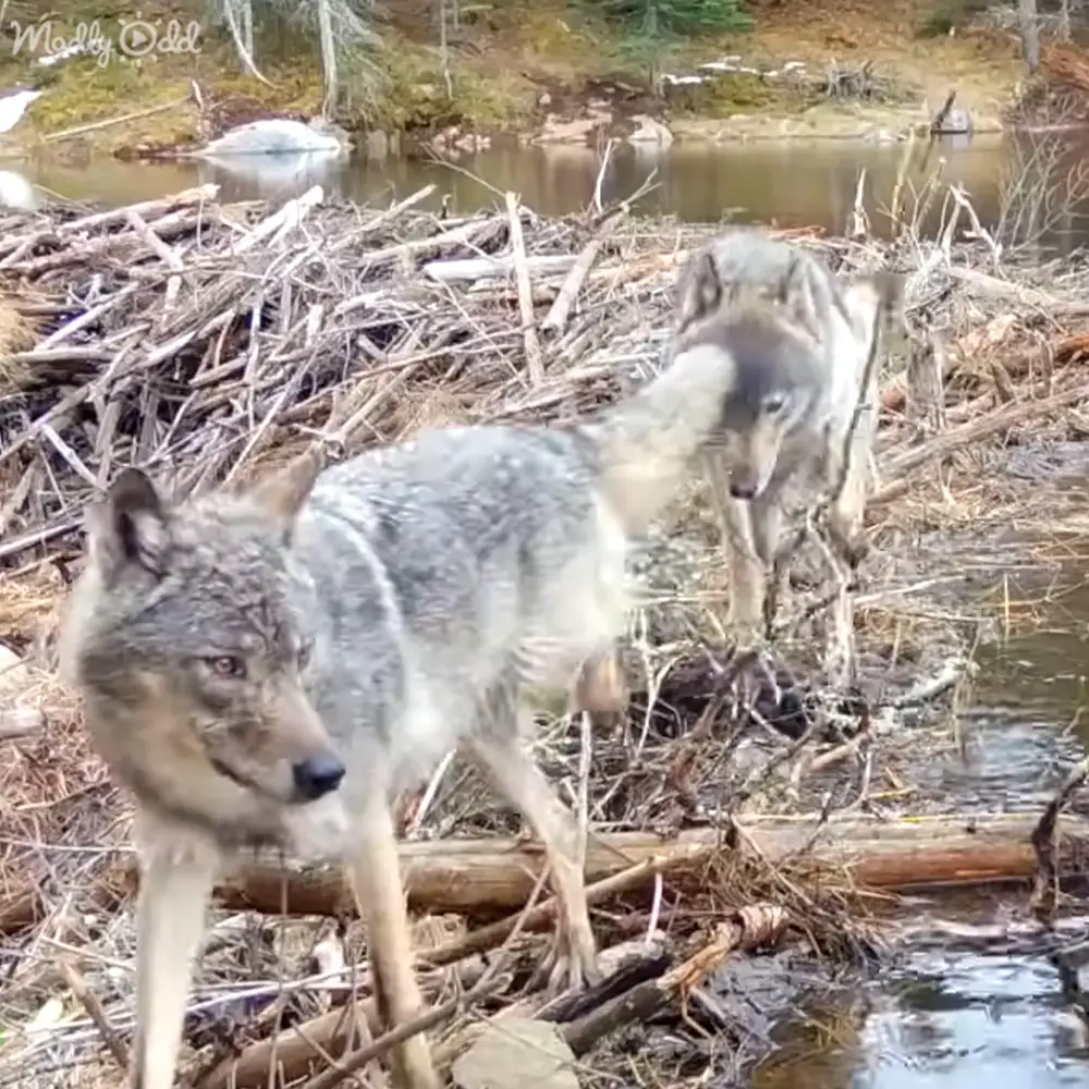 Two gray wolves with white markings near a forested waterbody during late autumn or early spring under natural daylight.