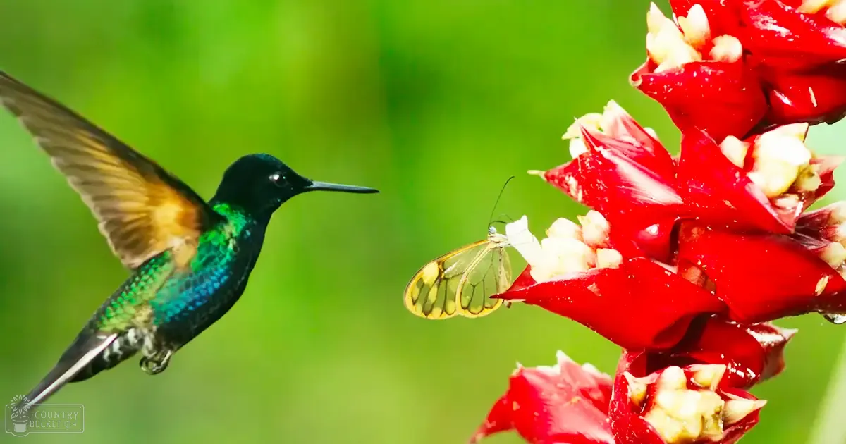 A hummingbird with iridescent green and blue feathers interacts with a butterfly resting on a red flower amidst lush greenery in a garden or forested area, bathed in bright daylight.