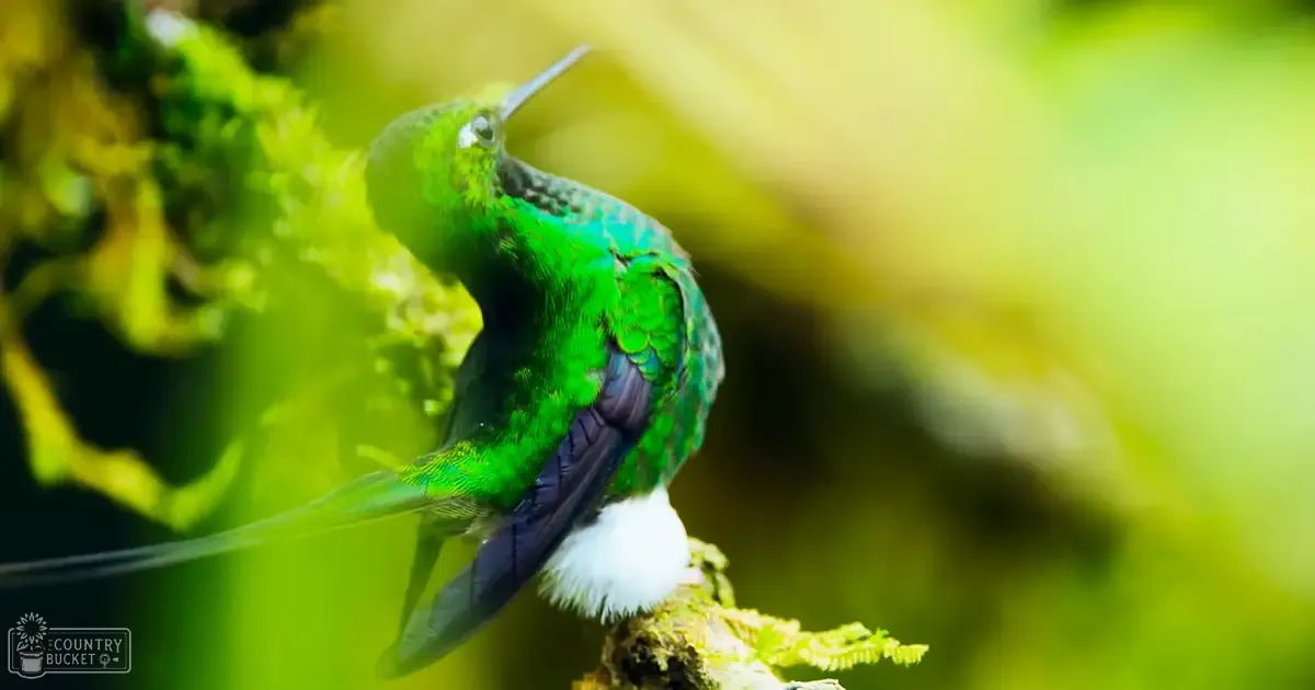 A vibrant adult hummingbird perched amidst lush green forest foliage in soft daylight, likely spring or summer.