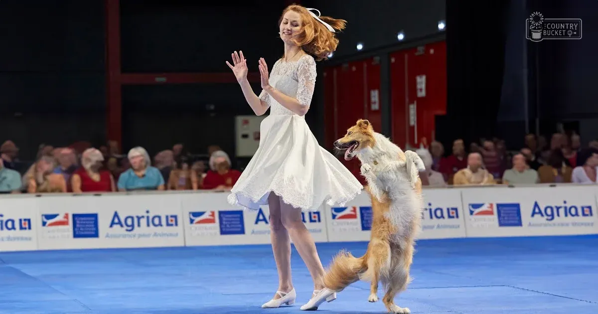 A woman in a white dress with lace details performs with her brown, white, and gray Rough Collie dog in an indoor arena at night under artificial lighting.