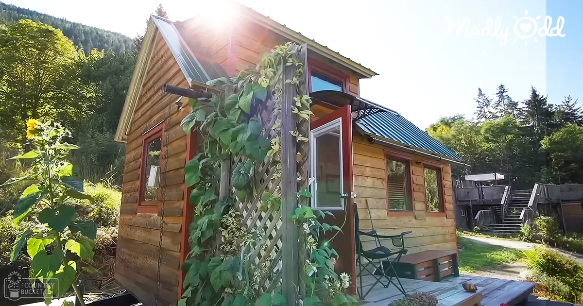 A serene forested area with a small wooden cabin, red door frame, and greenery under late afternoon sunlight.