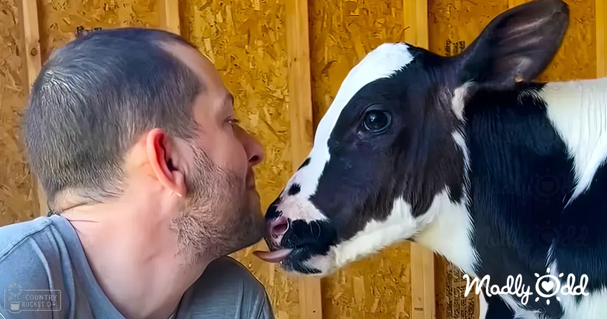 An adult male interacts with a juvenile Holstein calf in an indoor barn setting, surrounded by wooden paneling.