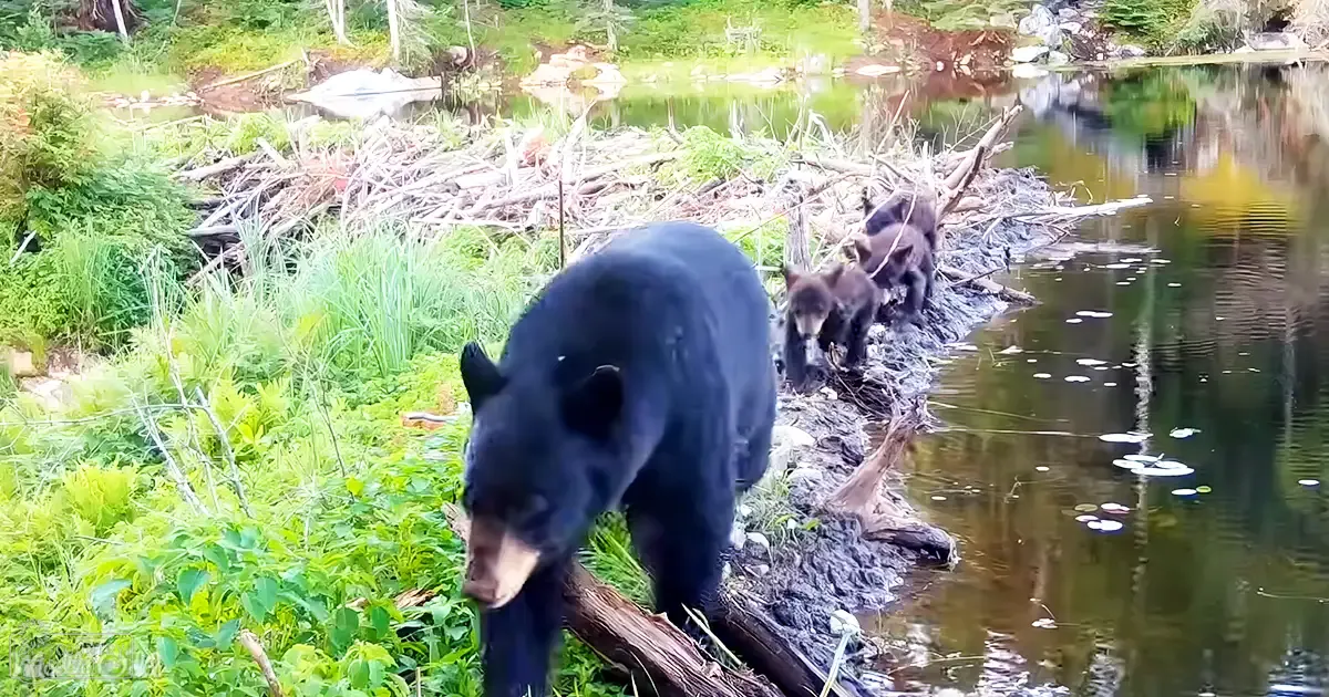 A black bear family with two adult bears and two cubs near a pond surrounded by lush green forest vegetation under natural daylight, likely spring or summer.