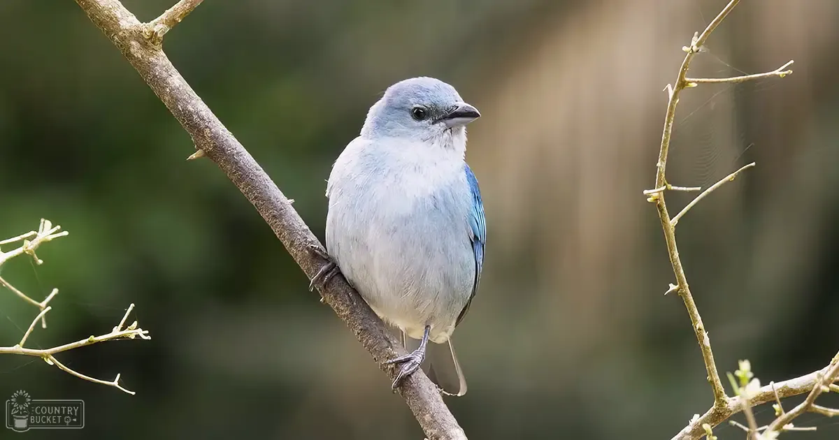 A mature adult blue-gray tanager with white underparts perched among green foliage in a natural outdoor setting during spring or summer.