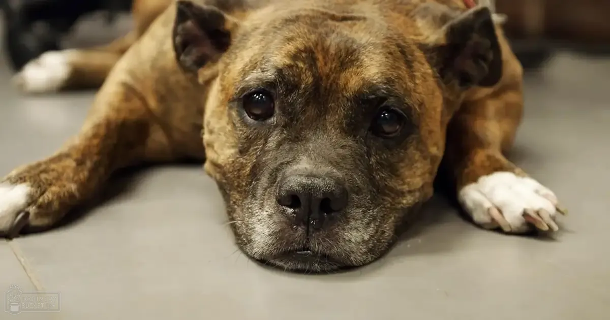 An adult brown dog with darker markings around the face and ears resting indoors.