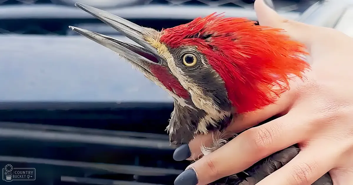 A vibrant woodpecker with red head and neck, white and black markings on its body, perched outdoors under natural daylight.