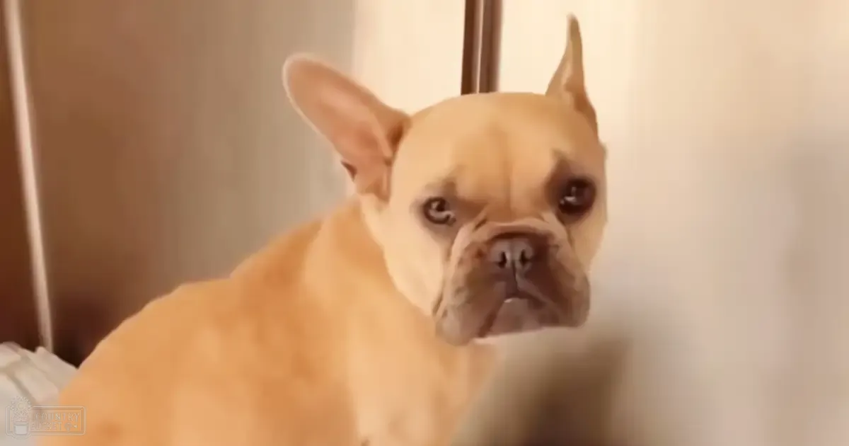 A French Bulldog with an adult coat color of light tan or fawn stands indoors against a backdrop of neutral-colored walls, possibly curtains, and soft daytime lighting.