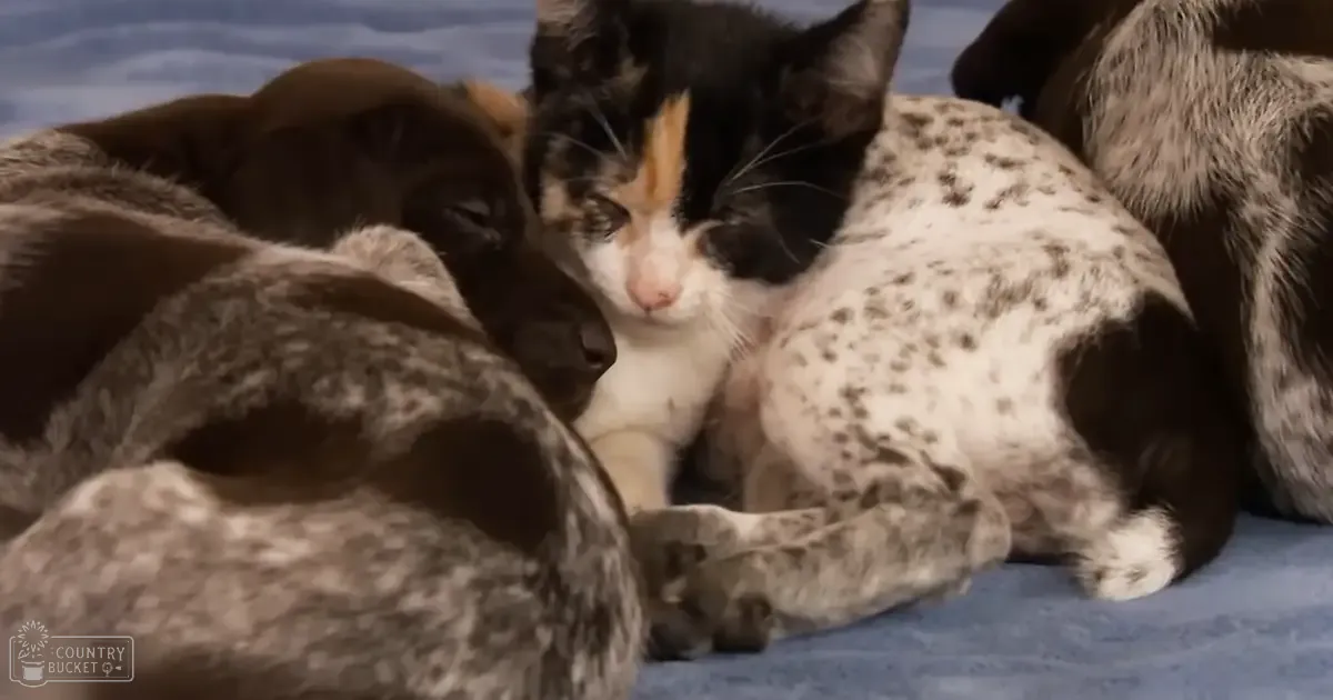 A calico cat with black, white, and orange markings is indoors. A partially visible dark brown dog, possibly a Labrador Retriever, sits nearby.