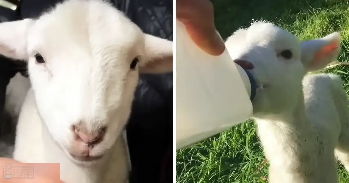 A young, fluffy white lamb with pink inner ears stands in a lush, green grassy outdoor area during late afternoon.