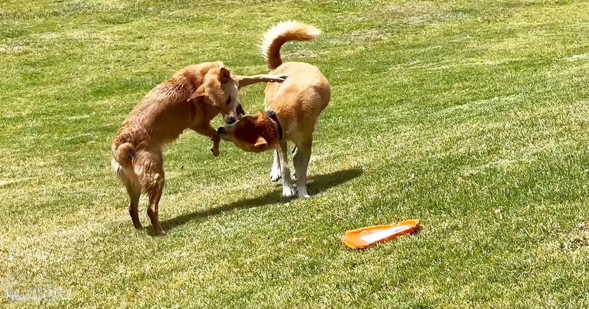 Two adult dogs with light brown fur playing on a grassy lawn, an orange frisbee lying nearby under clear daytime lighting.