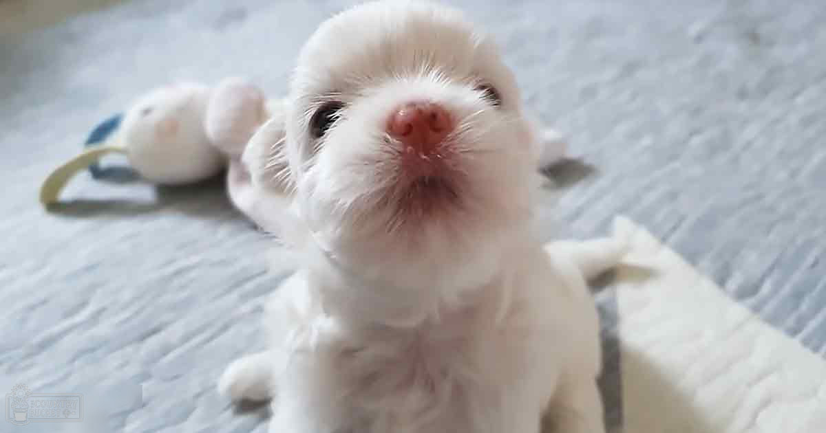 A fluffy, predominantly white puppy with light brown markings on its nose, resting indoors on a soft surface.