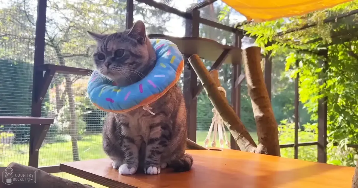 A tabby cat with white paws and a light-colored face, wearing a donut-shaped toy outdoors in a garden or patio area surrounded by greenery and wooden furniture under bright midday lighting.
