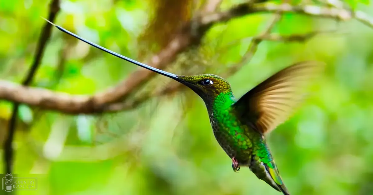 A vibrant adult hummingbird hovers in a lush forest during spring or summer.