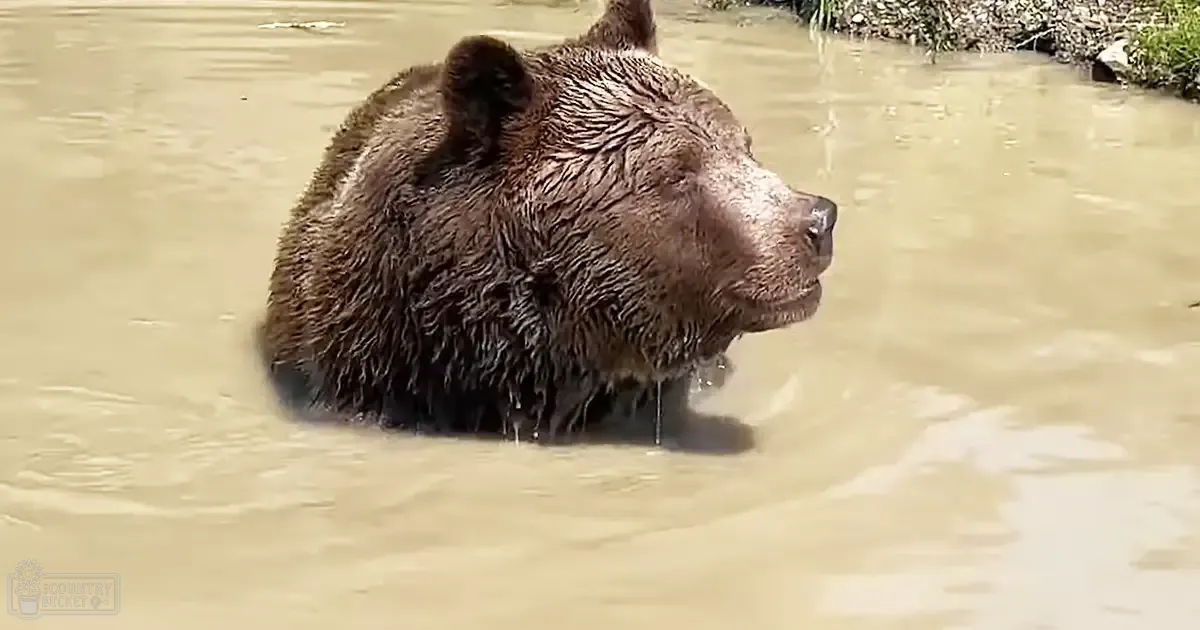 A brown bear, likely an adult, near a body of water with vegetation in daylight.
