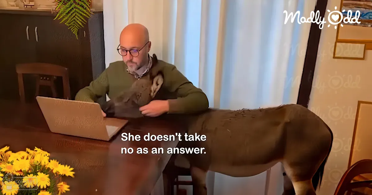 Adult male wearing glasses, a green patterned scarf sweater and shirt, working with an adult donkey or mule in a dining room setting with wooden furniture and decor.