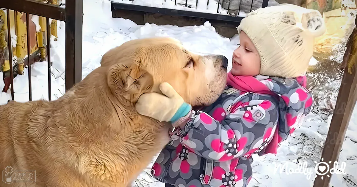 A toddler in a patterned jacket interacts with a light golden-brown Golden Retriever on a snowy outdoor patio.