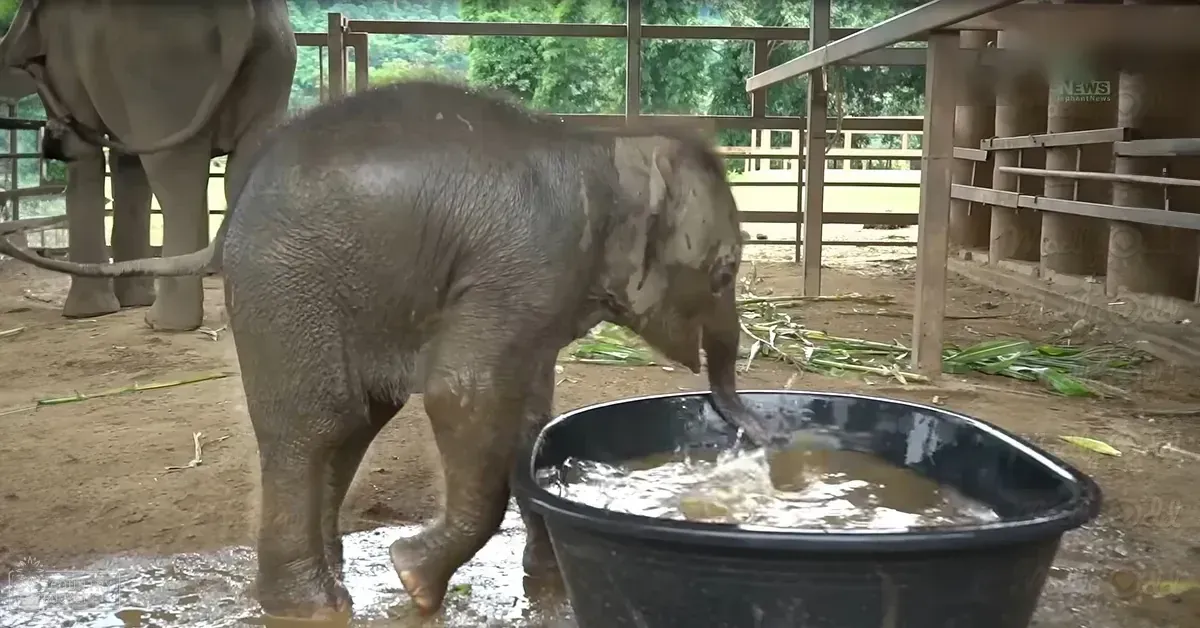 A baby elephant drinking water from a black bucket within an enclosure at a sanctuary or zoo during daytime with natural light.