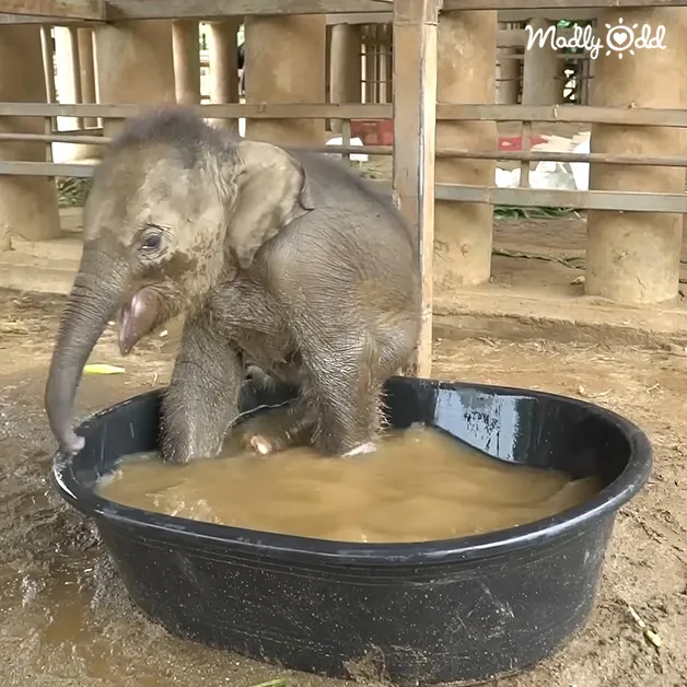 A baby elephant with wet grayish-brown skin stands in a black plastic basin filled with murky brown water within an outdoor enclosure at a sanctuary or zoo, with scattered leaves on the ground and natural light illuminating the scene.