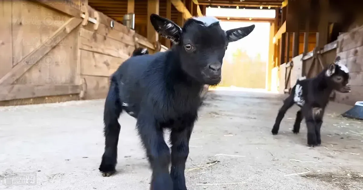 A young black goat with white markings on its head and legs stands in an indoor barn setting, partially obscured by another similar goat, bathed in natural light from a doorway.