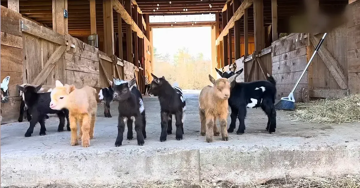 Baby goats with patches of black, white, tan, and brown stand together in a barnyard setting with wooden structures and hay bales under natural daylight.