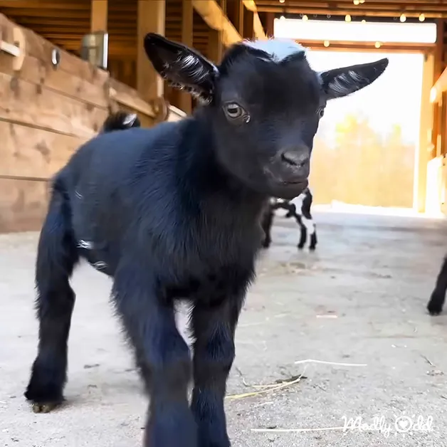 A young black goatling with large ears stands in a barn, surrounded by wooden beams and scattered hay. The text 'Woolly' is visible.