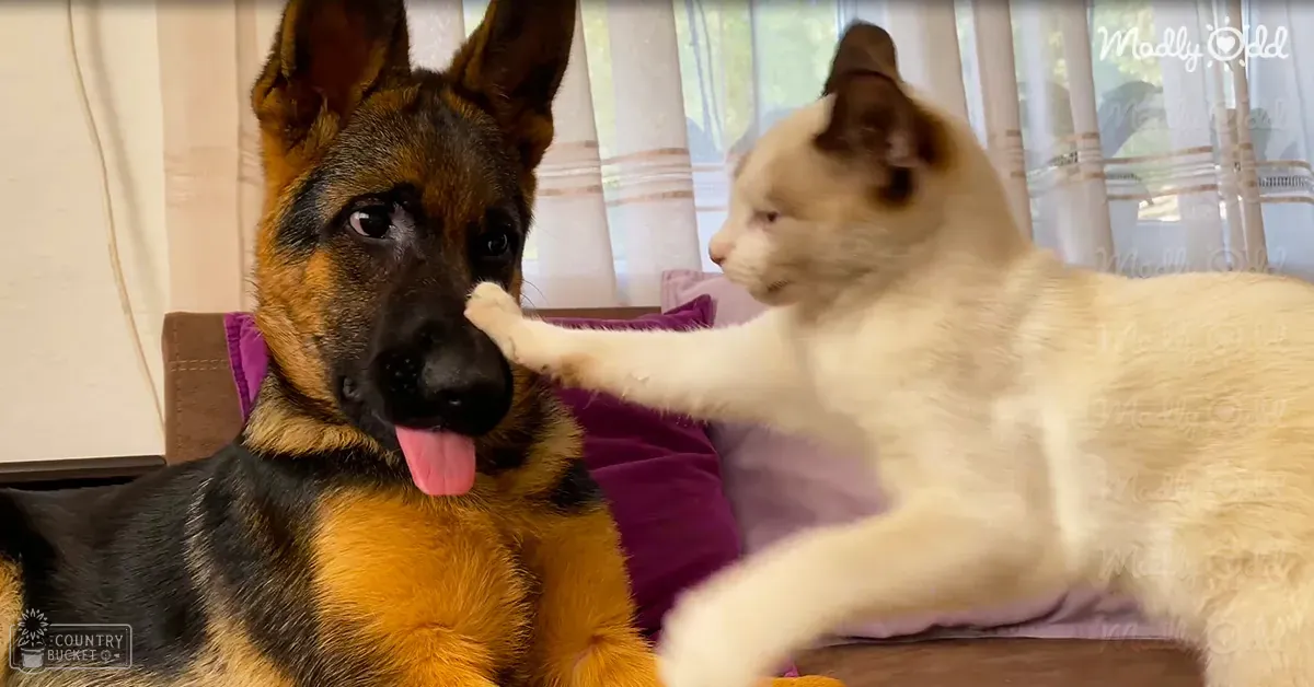 A German Shepherd puppy with black and tan fur sits indoors alongside a white cat with brown markings on its head and ears; purple cushions, curtains suggesting daylight in the background.