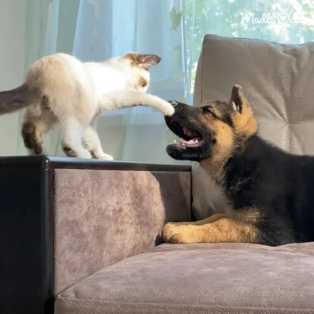 A domestic shorthair kitten interacting with a German Shepherd puppy or young adult in an indoor living space with natural light coming through sheer curtains, beige couch visible.