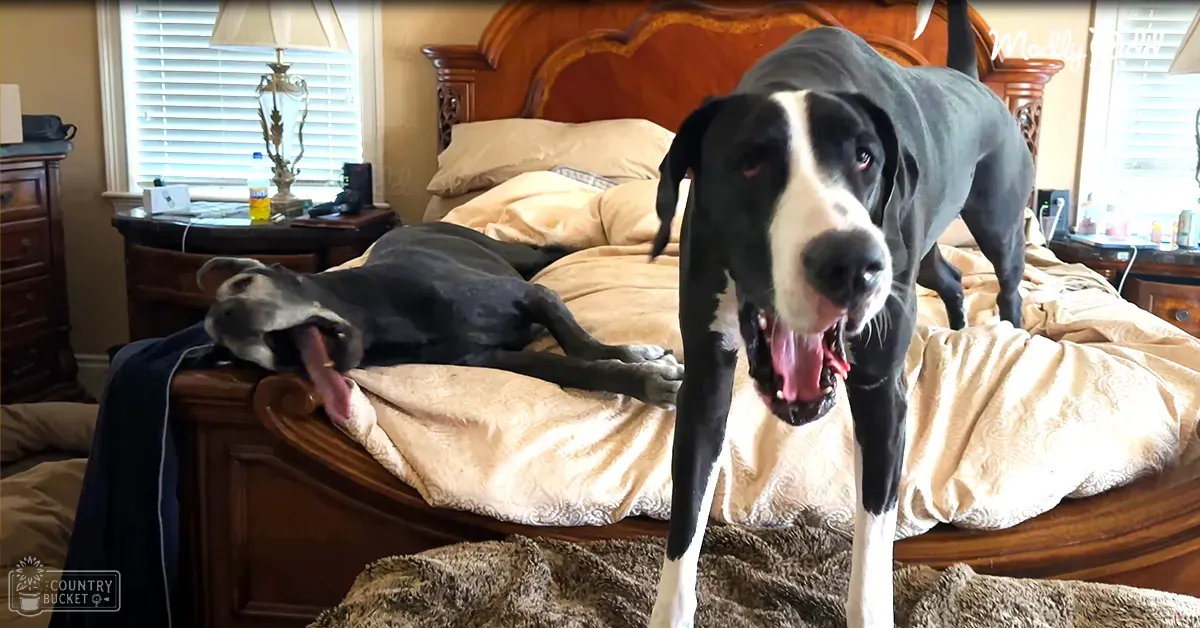 Two Great Dane dogs resting on a patterned bed in a well-lit bedroom with natural light coming through blinds.