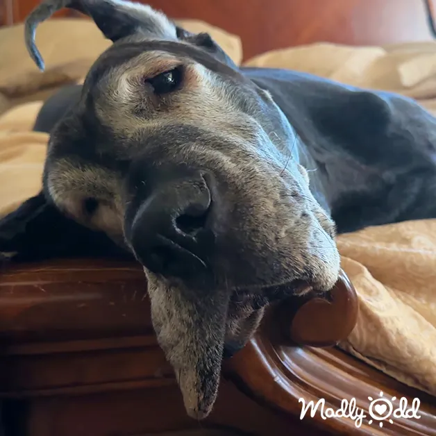 A greyhound with a black coat and light brown markings rests indoors on a wooden surface, surrounded by beige bedding under warm lighting.