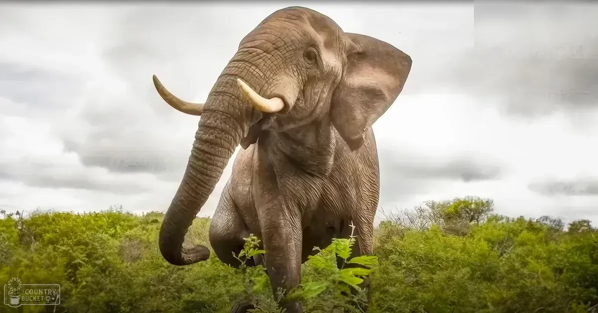 African elephant with large tusks in a savanna landscape under cloudy skies, dry season midday light.