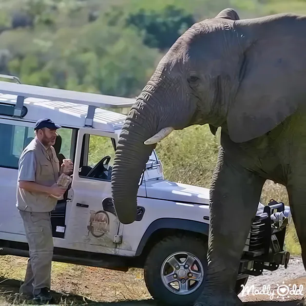 An adult male elephant in a safari setting, with an African elephant and a white safari vehicle surrounded by greenery under bright daylight.