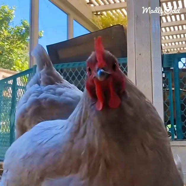 A chicken with brown feathers and a red comb in an outdoor backyard setting, under bright sunlight during summer.