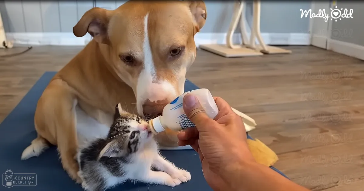 A tabby kitten being bottle-fed by an adult male in a home setting with blue yoga mat, wooden floor, and tiled wall in daylight.