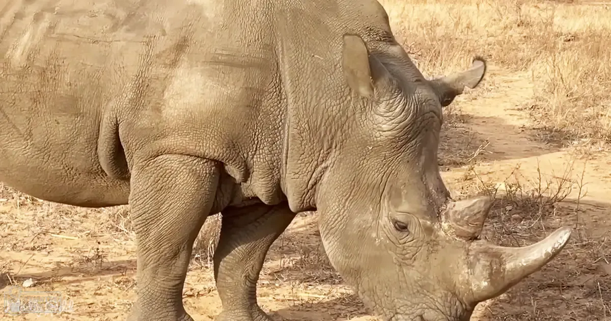 A large adult rhinoceros with a prominent horn stands in a dry savanna or grassland under clear midday light, surrounded by sparse sandy vegetation.