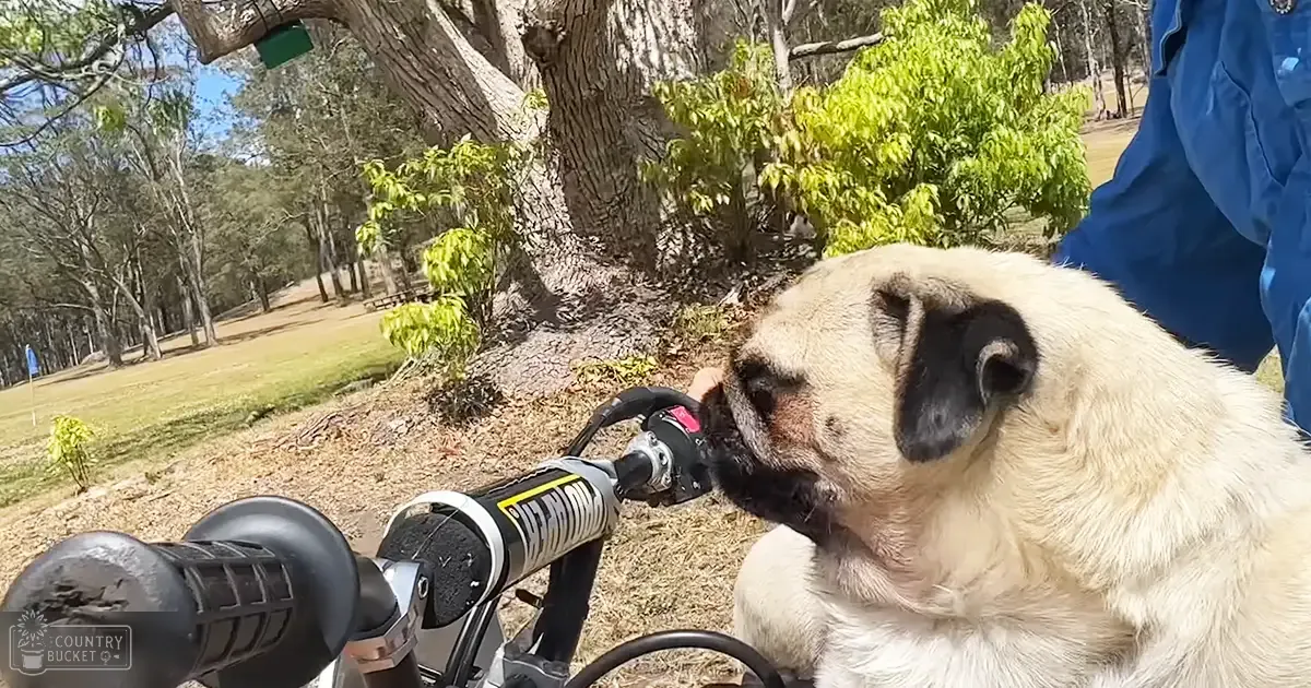A pug dog with light beige fur and darker markings in an outdoor park setting