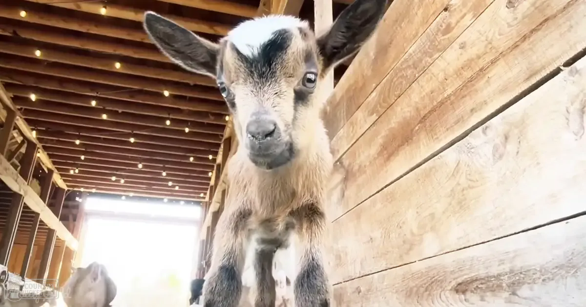 A young, playful goat with light brown fur and black markings inside a barn lit by natural daylight.