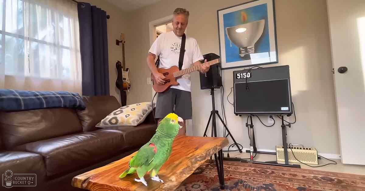 An adult male singer wearing a white T-shirt with 'Atlanta' written on it and dark gray shorts, holding an electric guitar in a cozy living room with a parrot perched on a wooden coffee table.