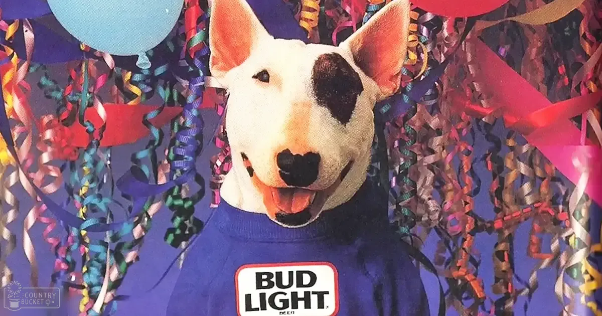 An adult male Bull Terrier wearing a blue Bud Light shirt indoors with festive decorations.