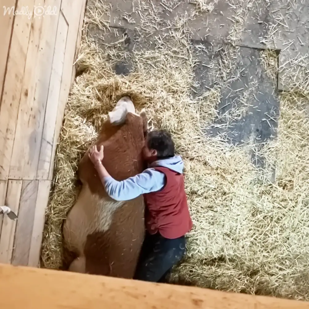Middle-aged male interacting with an adult cow in a hay-covered barn or stable setting, daytime lighting, natural light