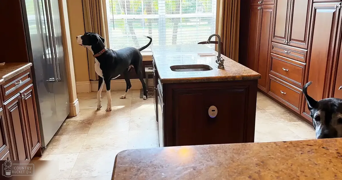 Two adult dogs in an indoor home kitchen with earthy tones and natural light filtering through blinds.