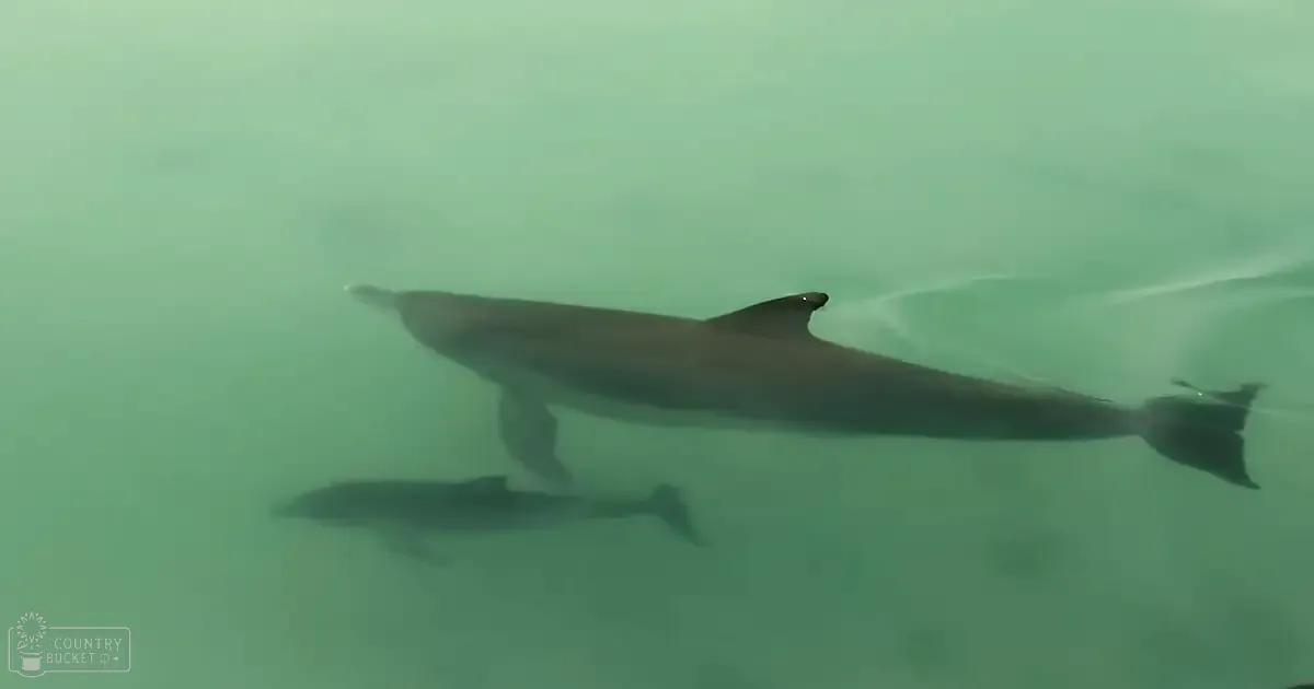 An adult dolphin with dark gray coat and lighter underbelly in shallow, greenish water