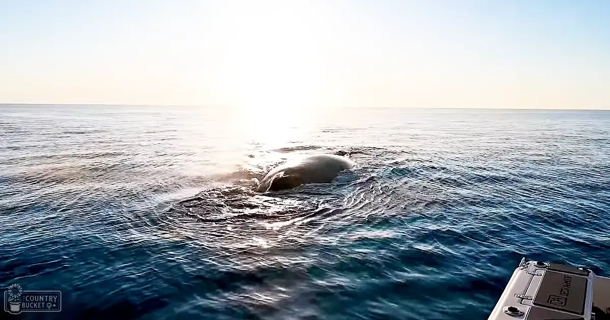 A humpback whale in calm open ocean waters with soft morning or afternoon light