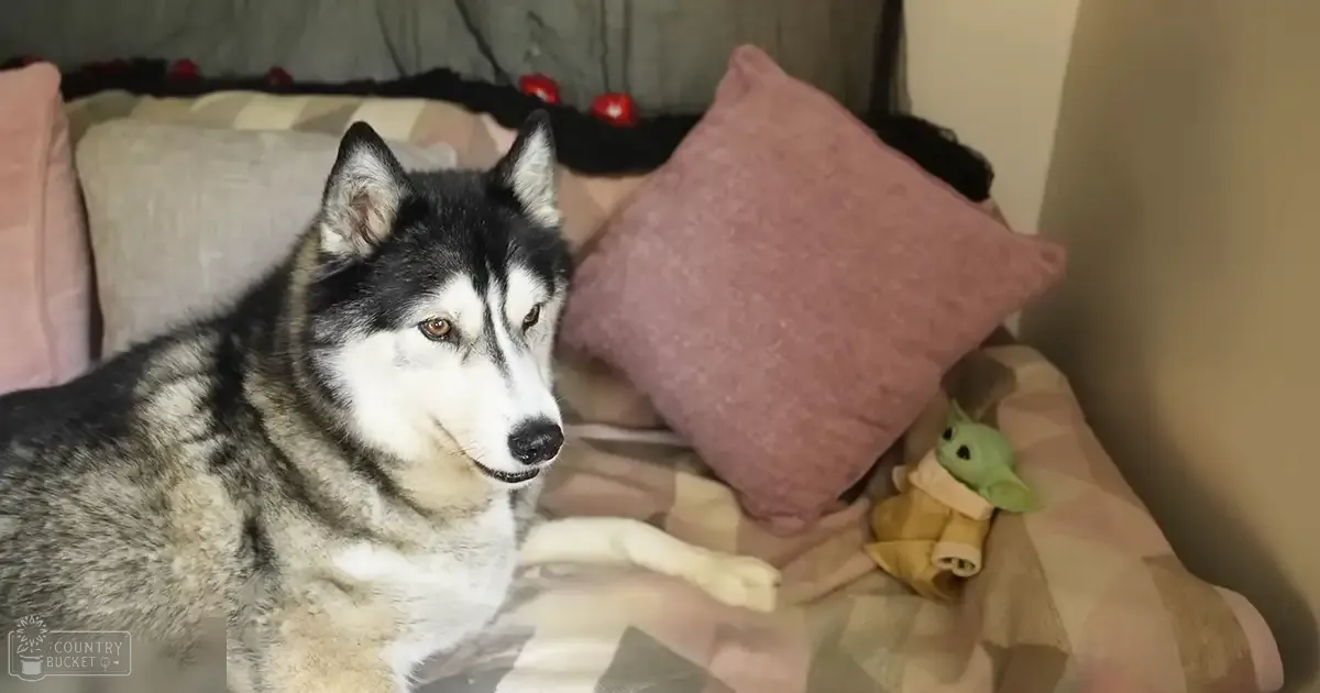A Siberian Husky with distinctive markings in a cozy bedroom setting with soft lighting and pastel tones.