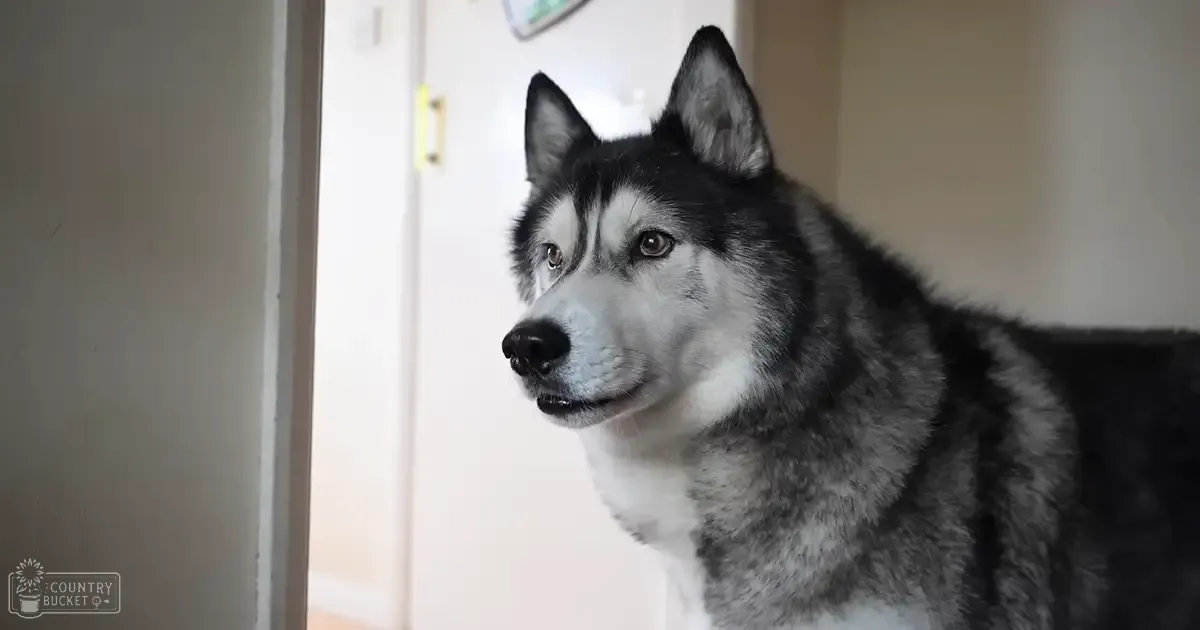 A Siberian Husky with black and white fur stands indoors, bathed in natural light.
