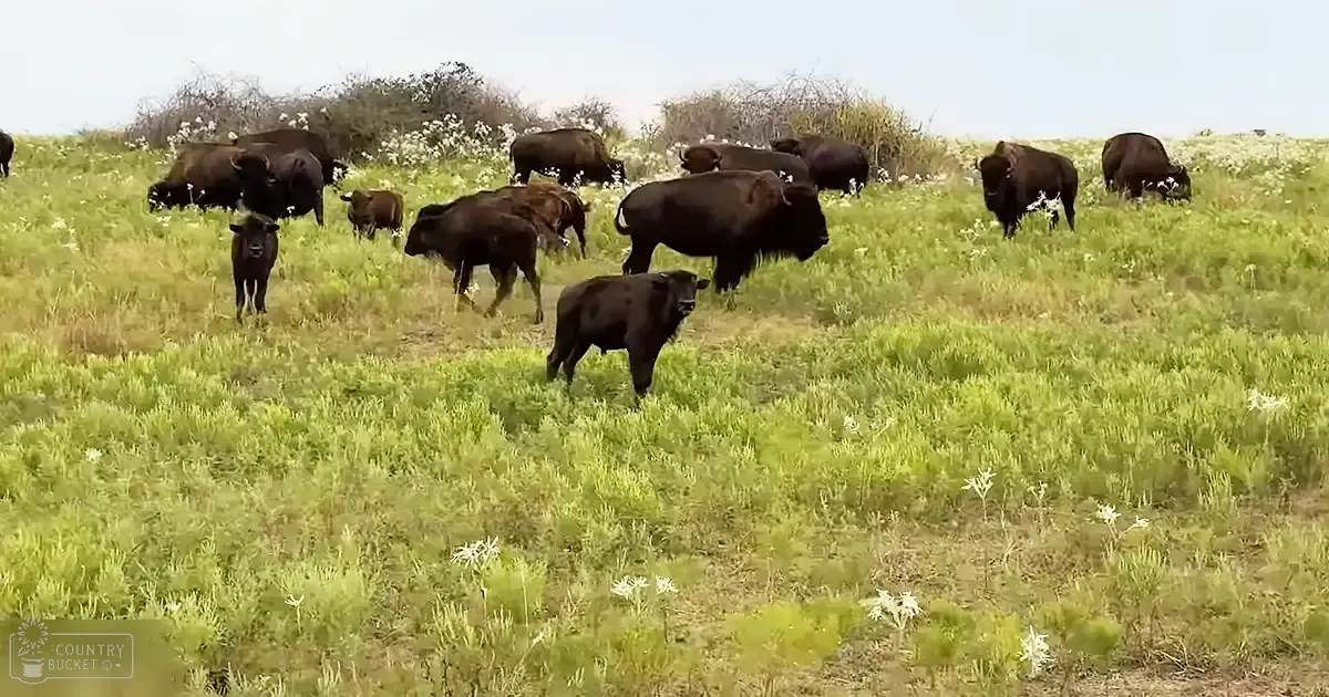 A herd of adult American buffalo grazing in a lush, green spring or summer field with clear daylight and some bushes in the background.