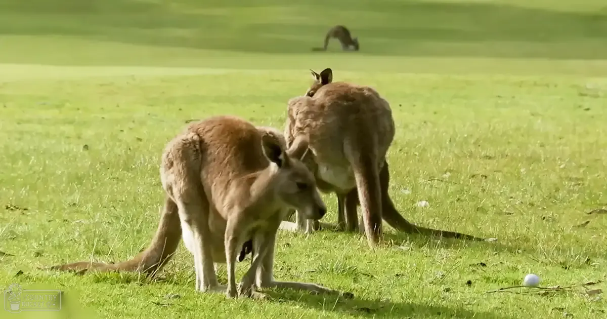 Two adult kangaroos with distinct coloration patterns in a grassy field, golf ball present.